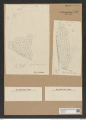 Triceratium grande ? f. pentagonium Pant. (de-Toni-Nr.: Genus 138, Species 3691) Zeichnungen Sammlung Grunow Nr. 7168 (NHMW-BOT-W0376145)